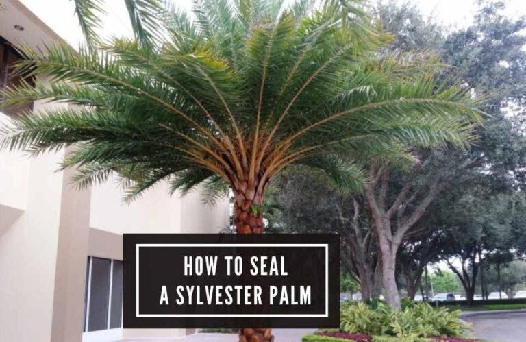 Unlock The Proven Sealing Methods: How to Seal a Sylvester Palm