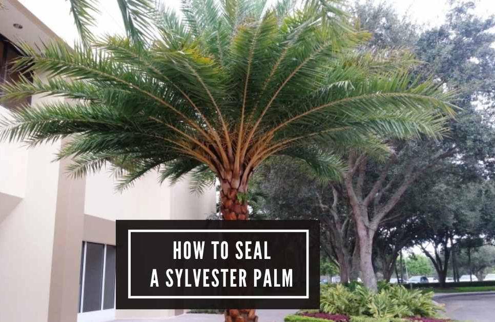 How to Seal a Sylvester Palm
